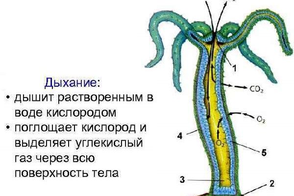 Как зайти на кракен даркнет